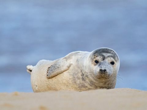 Grey Seal, Halichoerus grypus, hvalp, North Norfolk, UK