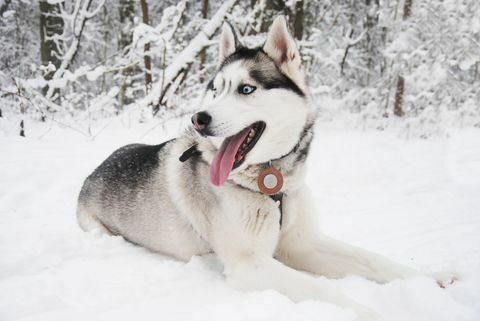 tæt op af siberian husky afslappende på snedækket felt