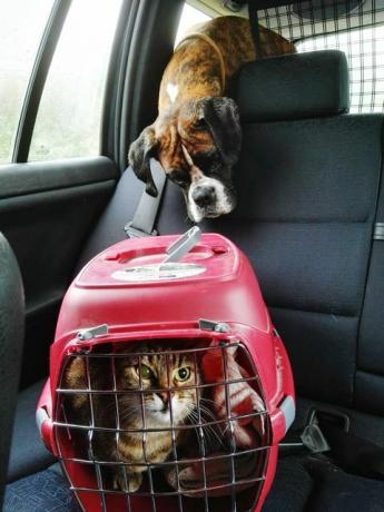 kat i bæresel med en hund, der kigger over bagsædet af en bil