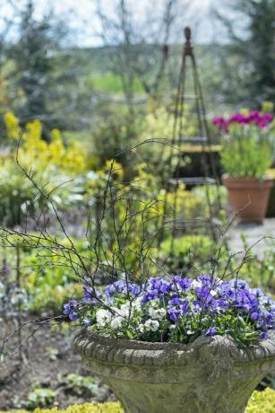 En planter fuld af stemorsblomster