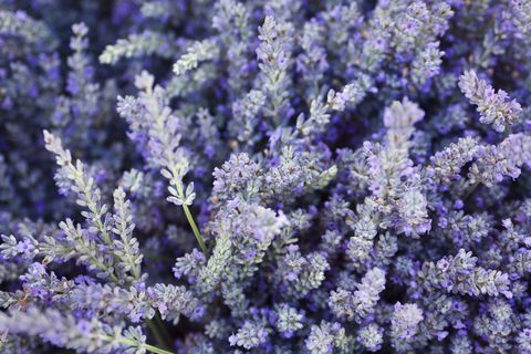 Purple lavendel blomster urt og krydderi baggrund tekstur