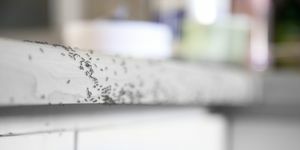 hvordan man slipper af med myrer myrer, der kravler på en køkkenbord