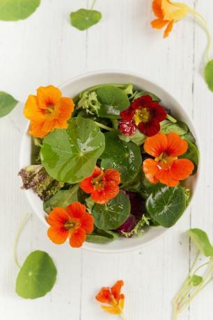 en farverig salat med karseblomster og blade