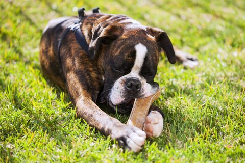 bokserhund lægger på græsset og tygger sin knogle