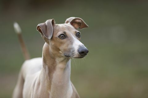 portræt af en italiensk greyhound