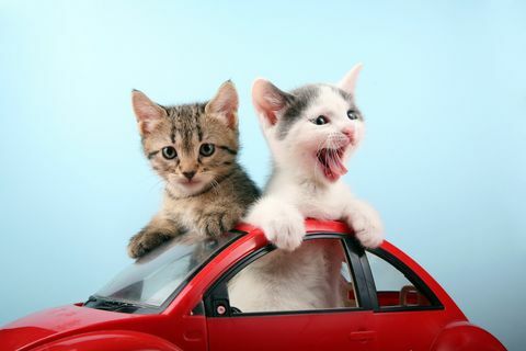to søde killinger, der rejser i bil