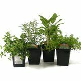 Fire levende urteplanter