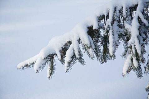 Juletræ udenfor i sne