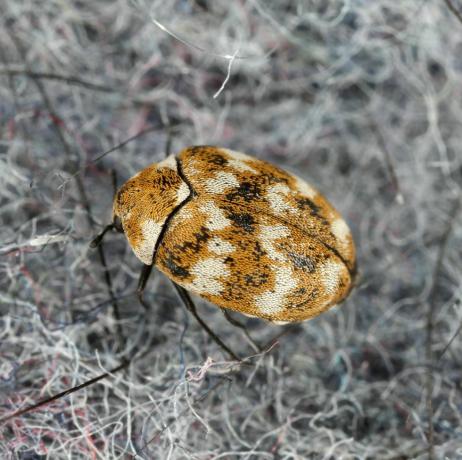 varieret tæppebille anthrenus verbasci