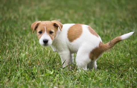 hundehvalp laver sit toilet