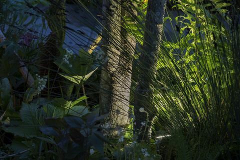 Chelsea Flower Show - Kate Middleton's Back to Nature Garden om aftenen, Philips belysning