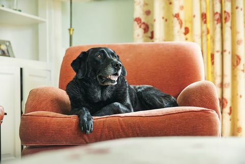 senior sort labrador slapper af på lænestol