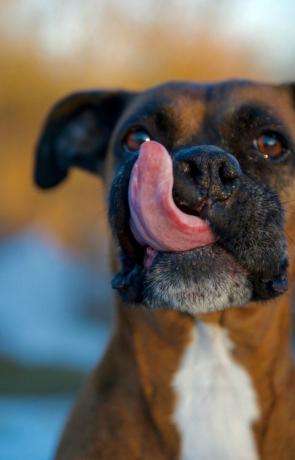 Boxerhund slikker læber med stor lyserød tunge