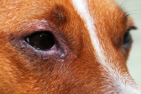 en hund med conjunctivitis