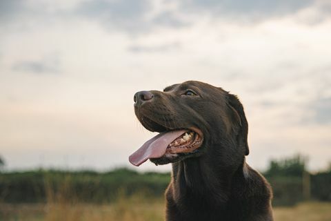 profilbillede af en glad chokoladelabrador ved solnedgang