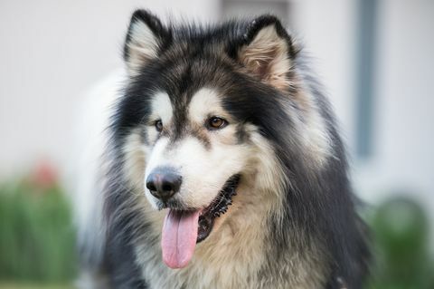 alaskan malamute hunde i Khao Kho distrikt, Thailand