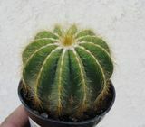 Ballon kaktus