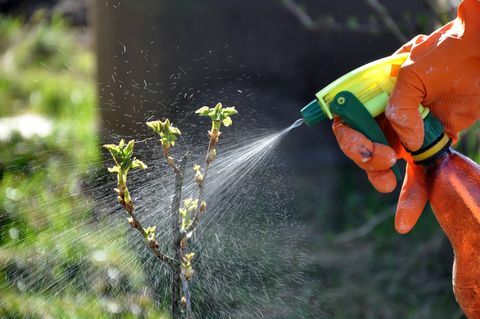 Proces med vanding og befrugtning af haveplanterne om foråret