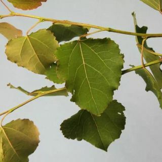 Populus Tremula aspeplante