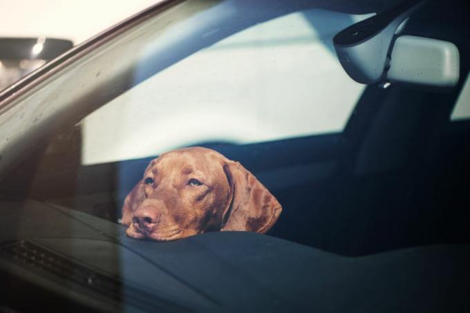 trist hund efterladt alene i aflåst bil