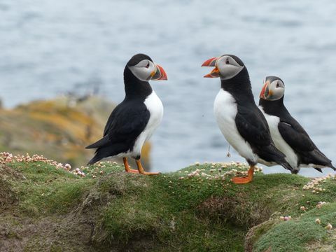 Puffins Orkney foto