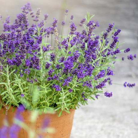 lavendel plante