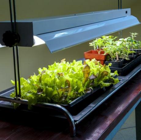 Salat vokser under kunstigt lys på indendørs bord, Halifax, Nova¬ÝScotia, Canada