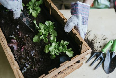 Person, der planter salat i en trækasse