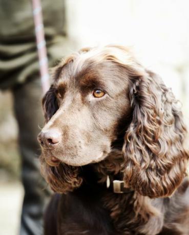 gamekeeper stående med sin gundog