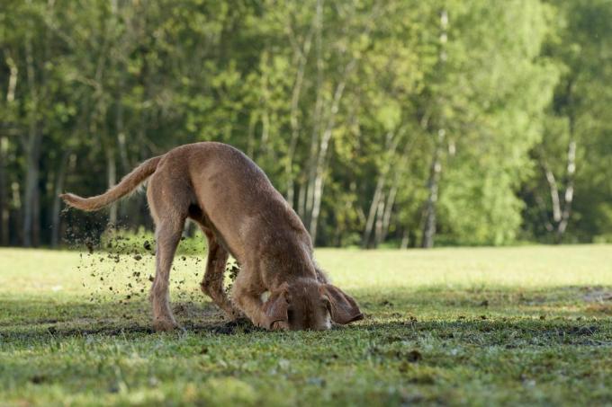 magyar vizla ungarsk hunderace fci gruppe 7 pointers