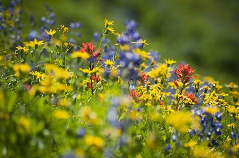 Hvordan vilde blomster reducere brugen af ​​pesticider