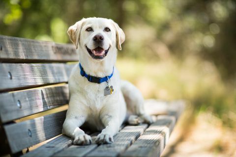 Labrador Retriever hund smiler på bænken udendørs