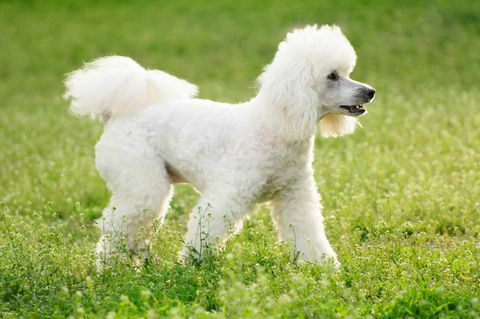 hvid puddelhund på grøn græsmark