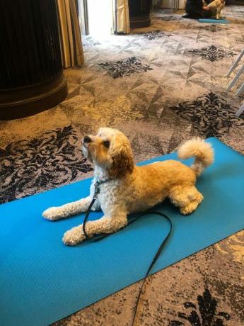 hund yoga