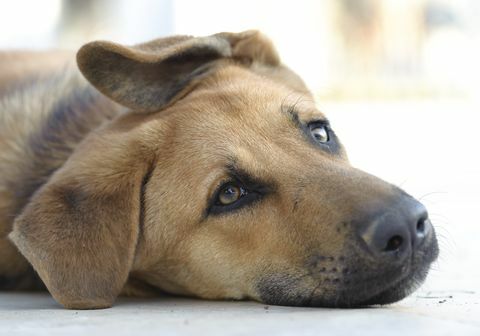 trist brun hund liggende på gulvet