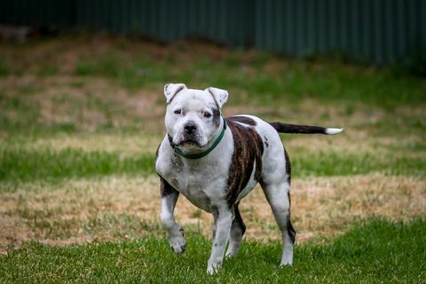 Shaffordshire bull terrier - bedste hunde til arbejde hjemmefra