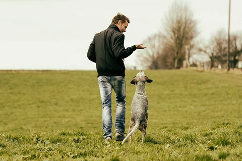 Opmuntring af kæledyrshunde hjælper dem med at være bedre til at løse problemer - hundetræningstips