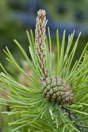 Lodgepole Pine (Pinus contorta) med en umoden kvindelig frø kegle