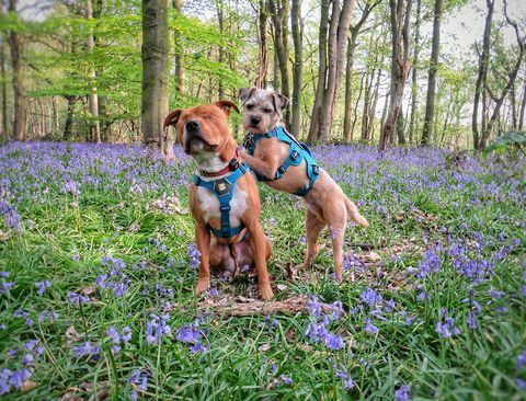 Canine Cottages hunde