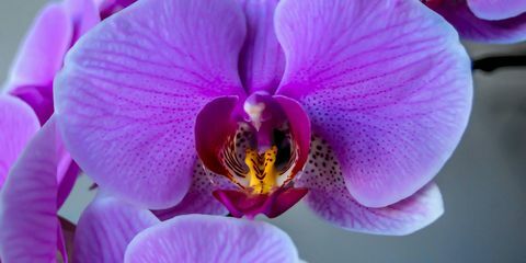 Hvorfor denne splinternye orkidiesort har fået alle til at tage et dobbelt tag