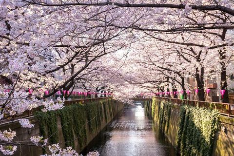 kirsebærblomst ferie til Japan