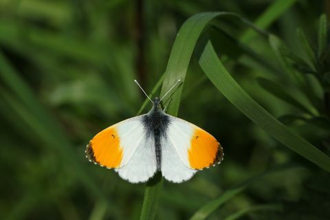 en nyopstået mandlig orange spids sommerfugl anthocharis cardamines siddet på et græsblad