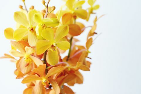Nærbillede af en flok gule og orange orkideer