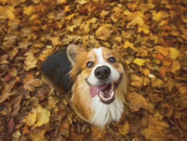 meget glad langhåret, fluffy pembroke walisisk corgi-hund, der sidder i nogle livlige efterårsblade, med tungen hængende ud af siden af ​​munden i et fjollet grin
