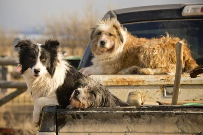 hunde afventer instruktioner på montana ranch